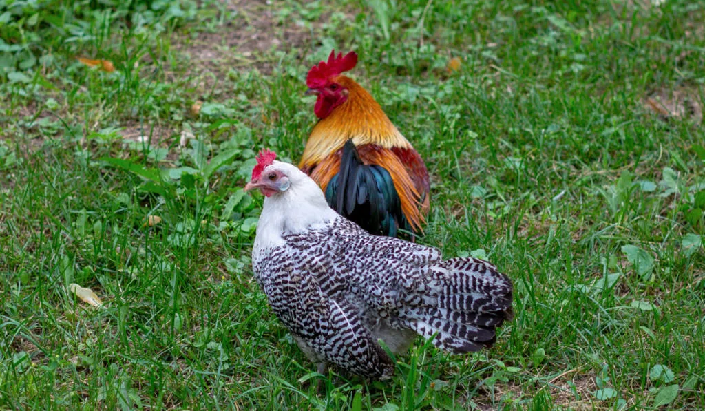 Egyptian Fayoumis rooster