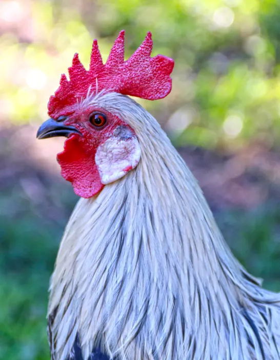 close up image of an egyptian fayoumis rooster