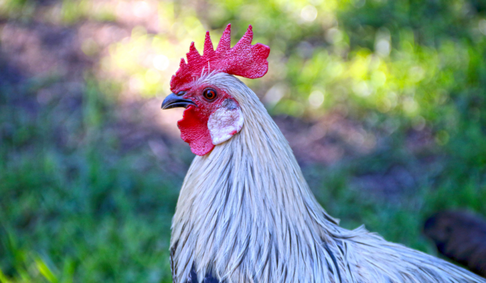 Egyptian Fayoumi Chicken Breed Profile - The Hip Chick