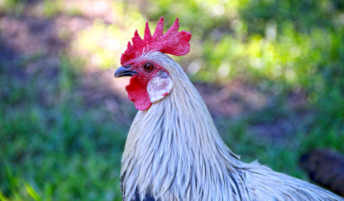 Egyptian Fayoumi Chicken Breed Profile The Hip Chick