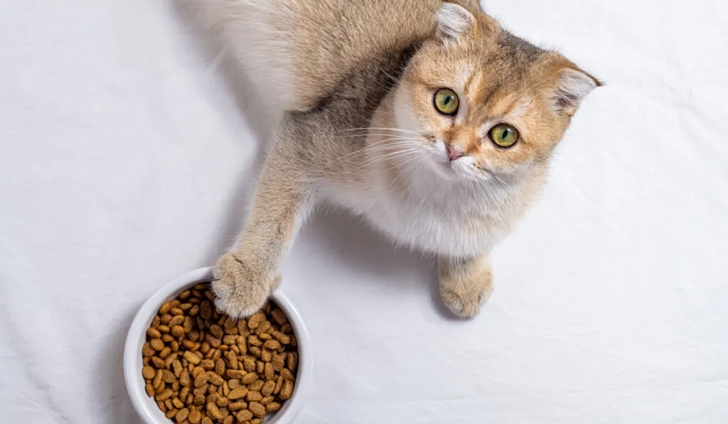 Cute kitten putting its paw on bowl of cat food on white background