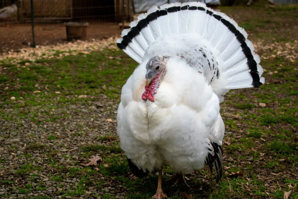 Female white turkey showing her feathers 