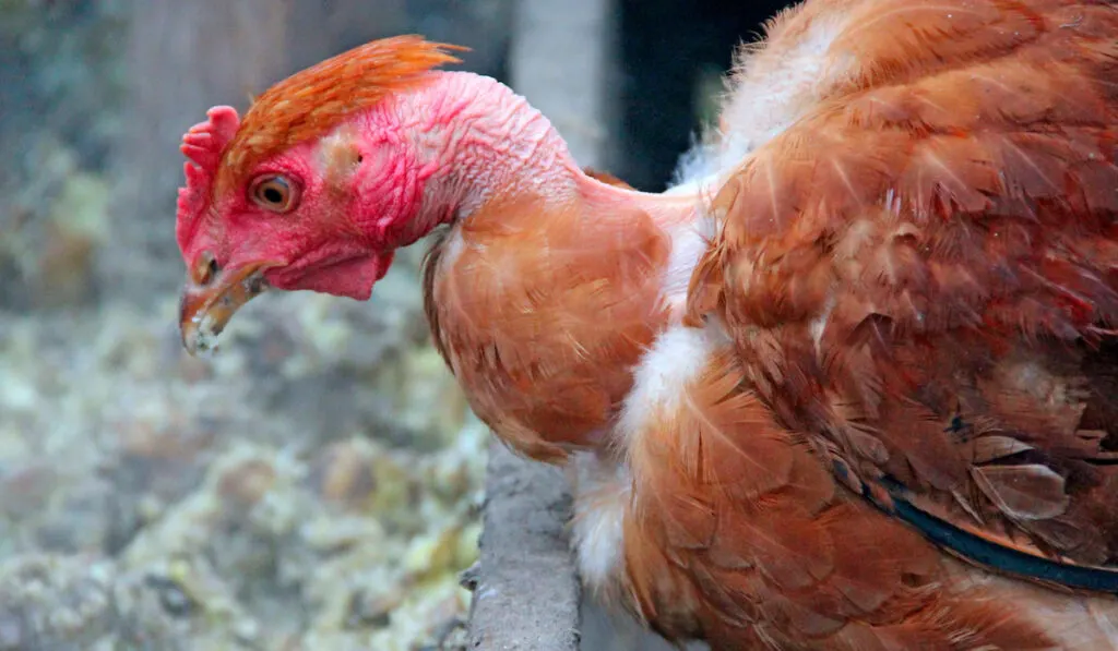 Hen naked neck eating from trough in poultry yard