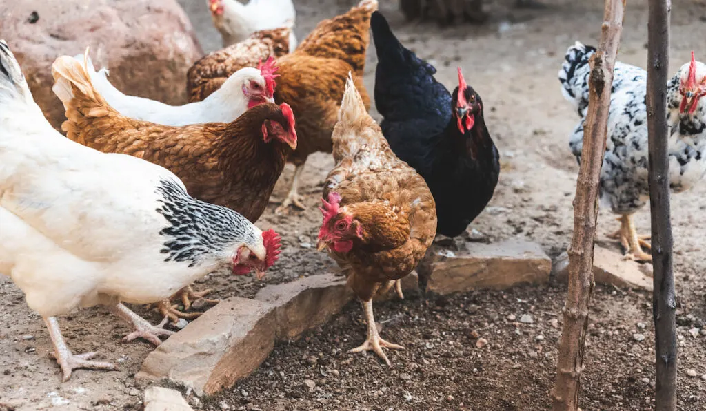 Hens pecking at the soil of an ecological farm