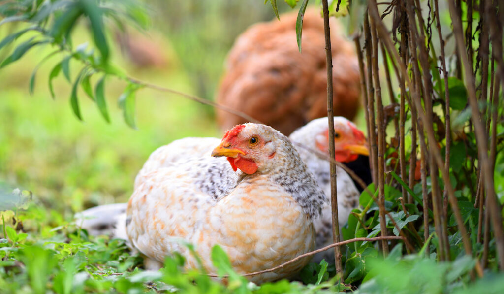 Hens sitting on the green grass. Free range chicken on a farm yard