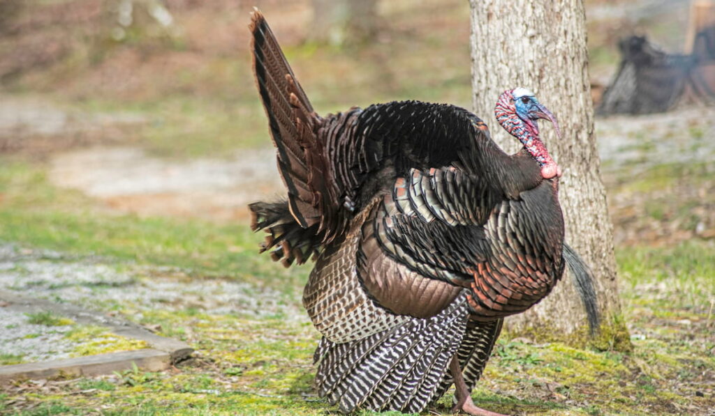 Large male Turkey 