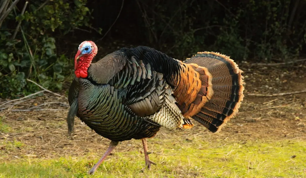 Male Turkey