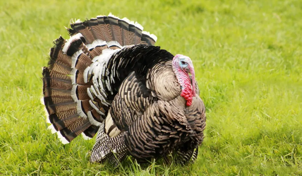 Male turkey in a Pasture 