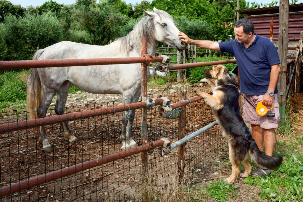Man caressing a grey horse behind the fence with his dog