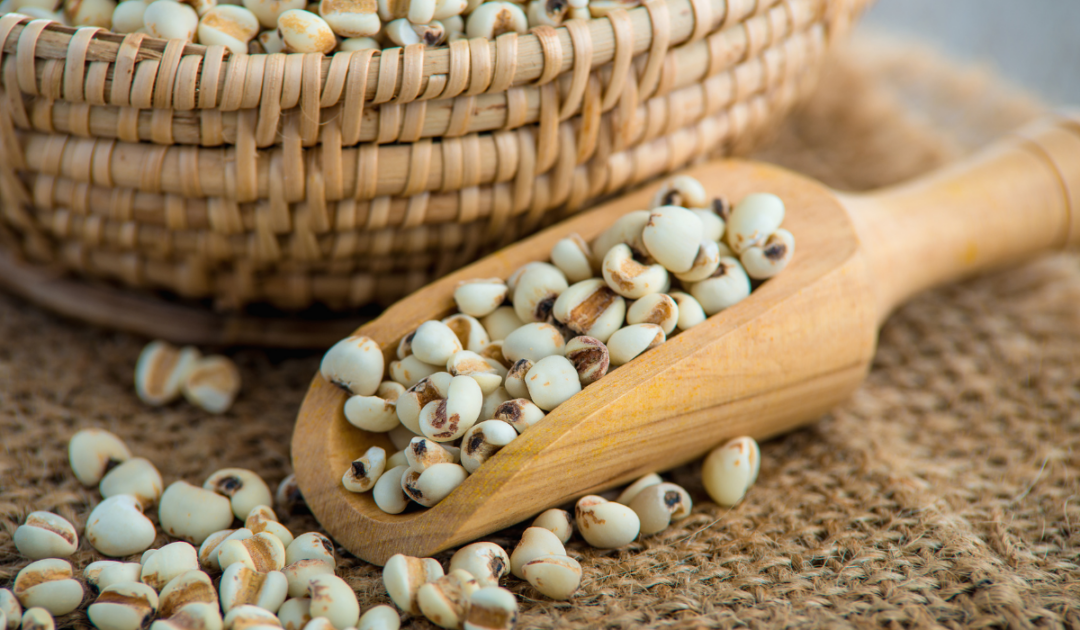 11 Seeds Chickens Love to Eat The Hip Chick