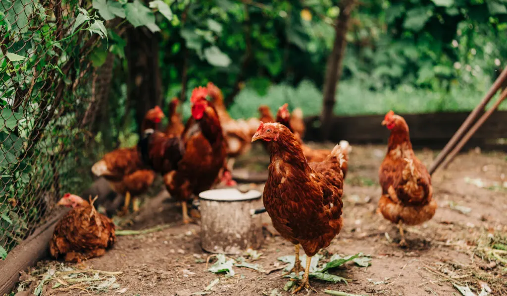 Red chickens on the farm yard