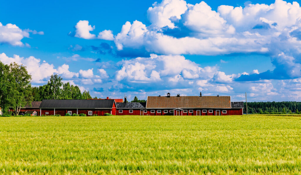 Red farm buildings and green field of summer wheat