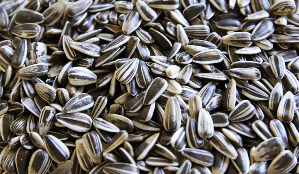 Sunflower seeds