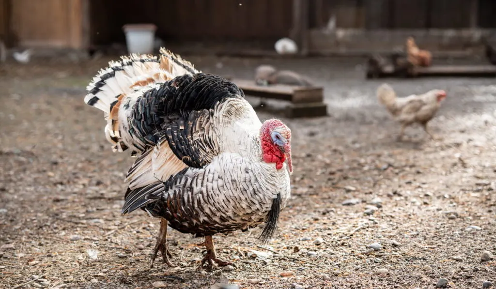 Male Turkey 