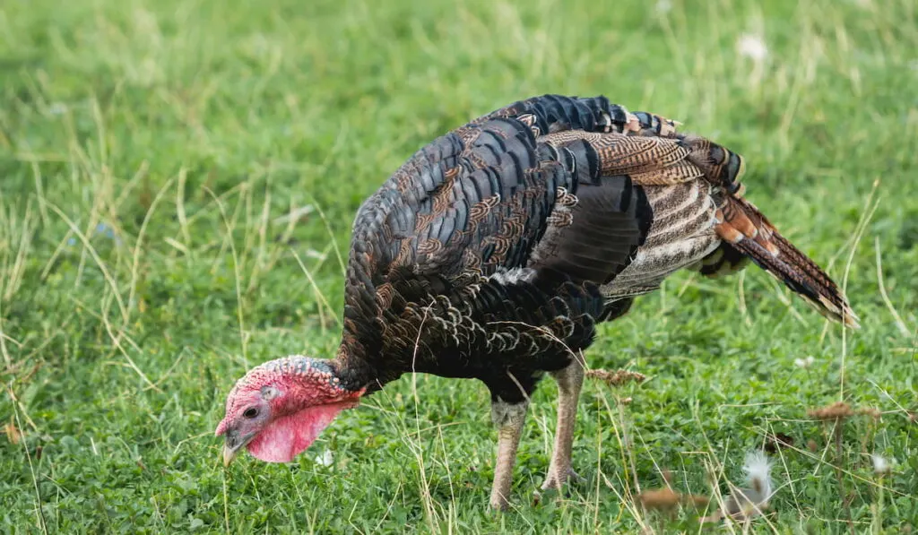 Turkey hen grazes on lawn