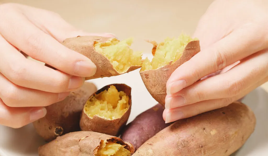 Womans hand holding cooked sweet potato on white plate