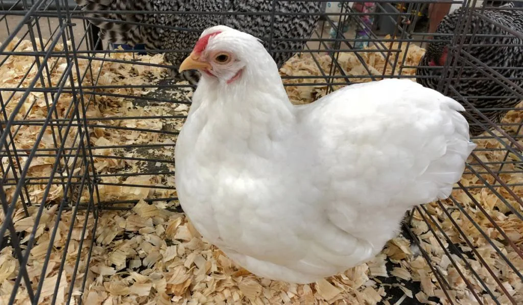 Wyandotte hen in a cage