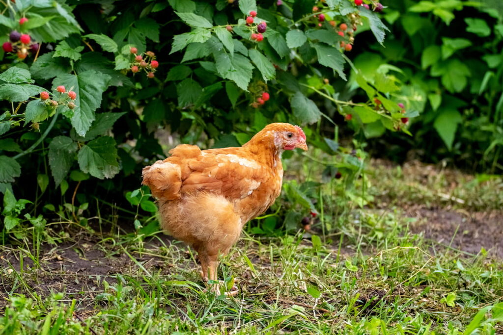 Young chicken in the garden near the raspberry bush 
