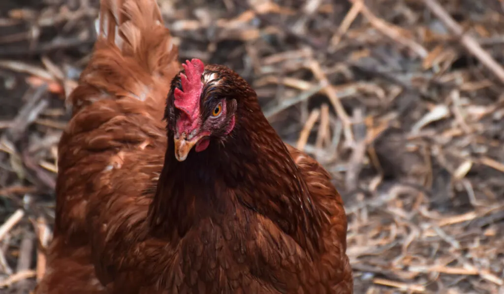 brown free range free roaming chicken on a farm