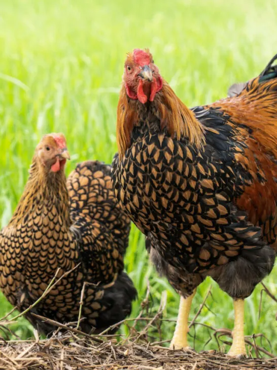 black yellow laced wyandotte in a farming garden
