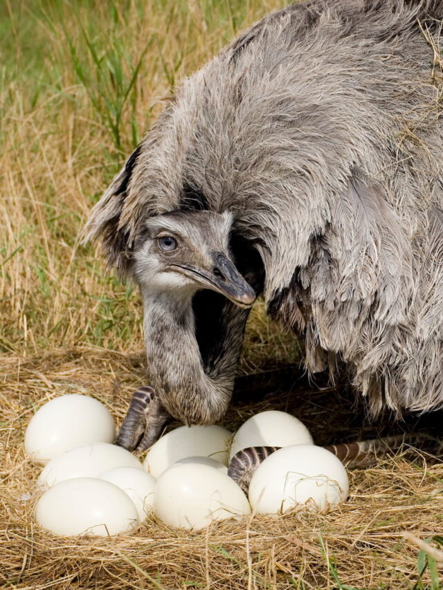 Can You Eat Emu Meat and Eggs?