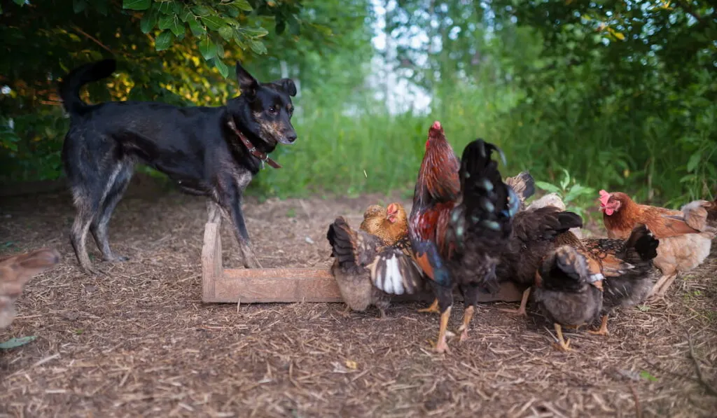 dog stands near the chicken 