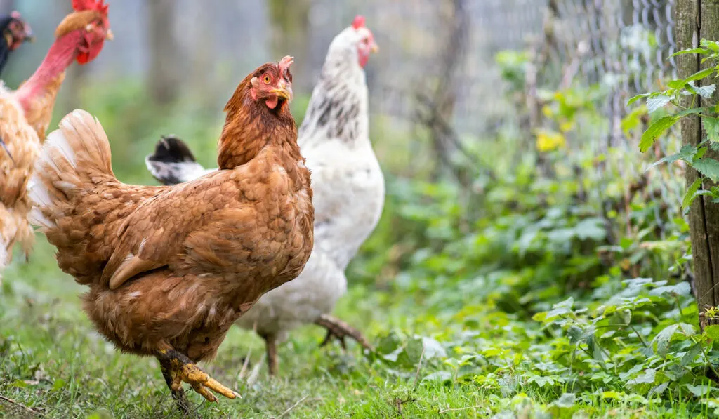 domestic chicken feeding on traditional rural barnyard
