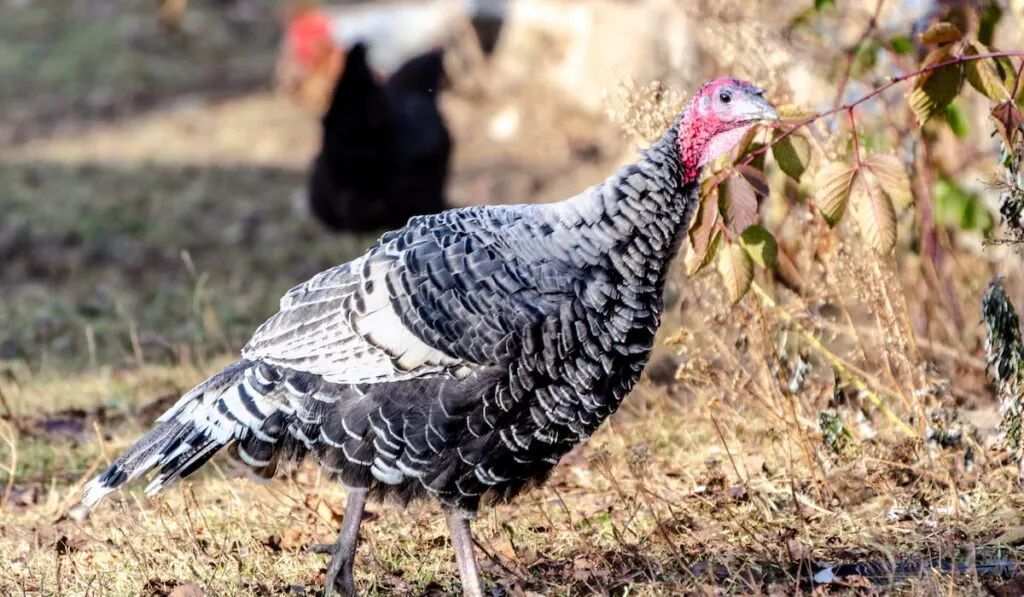 female turkey 