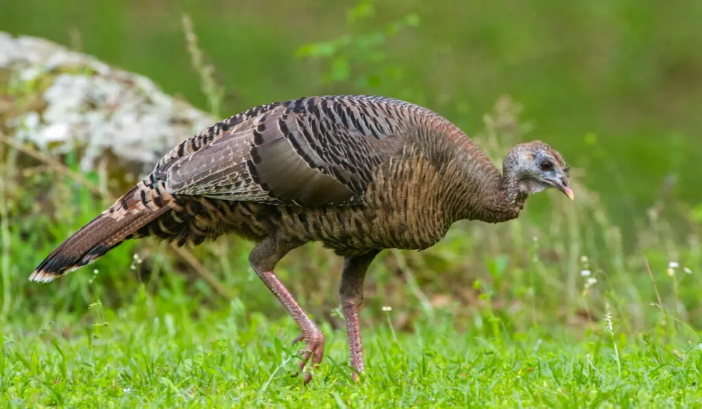 brown female wild turkey 