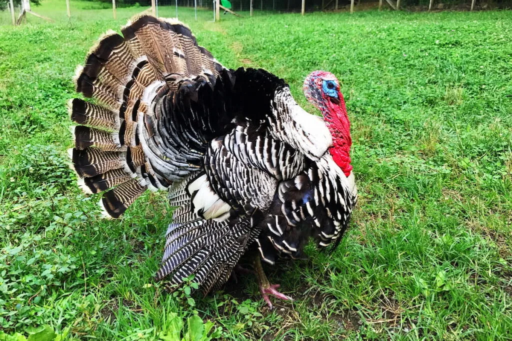 Turkey walking through the farm