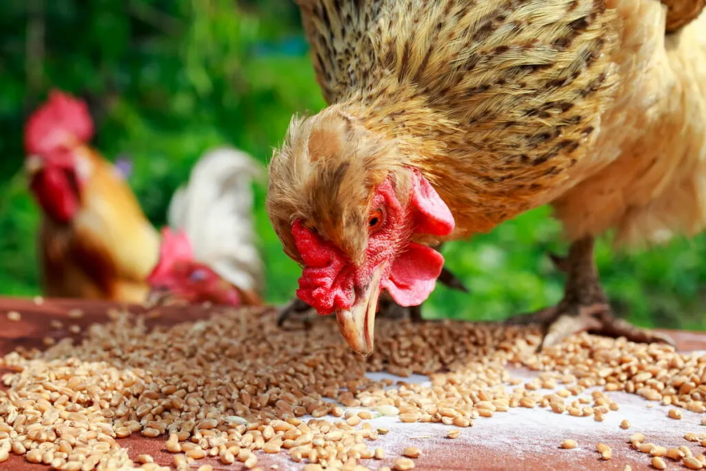 red chicken pecks Golden wheat grains 