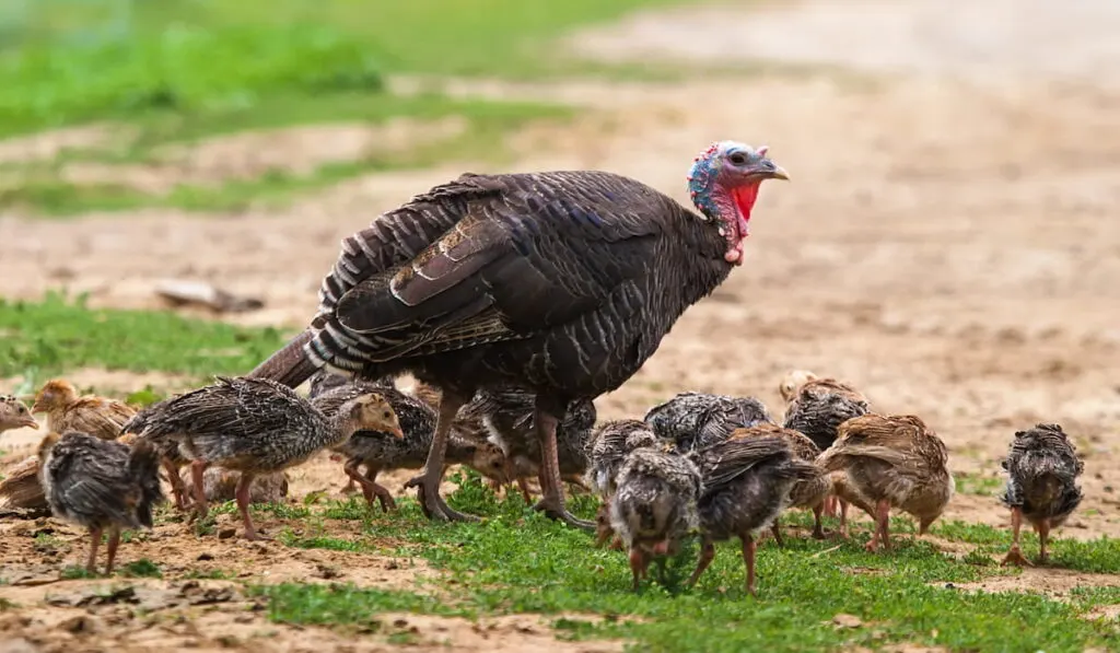 black female turkey 