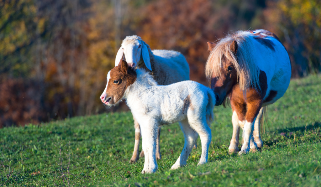 A pony with the small and a sheep together