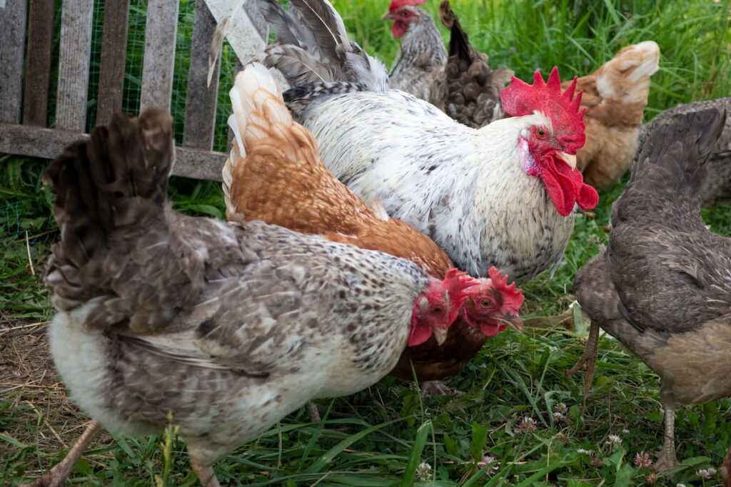 Domestic poultry farming