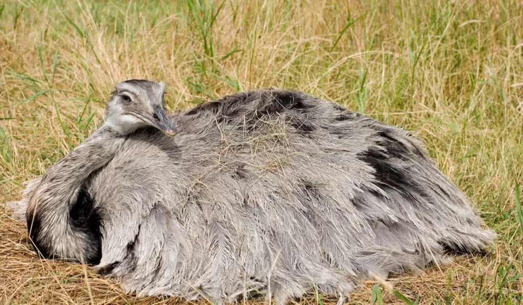 Emu