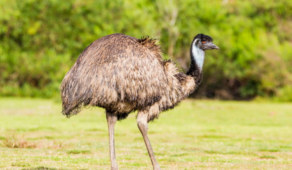 Emu feeding in countryside