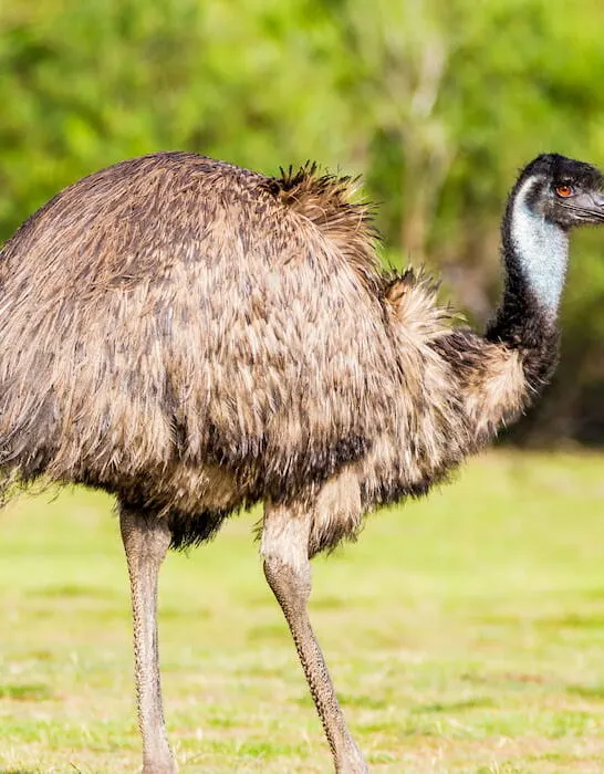 Emu-grazing-in-the-Australian-bush