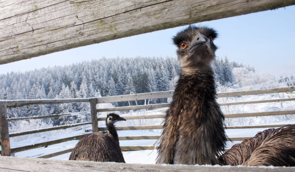 Emu in winter