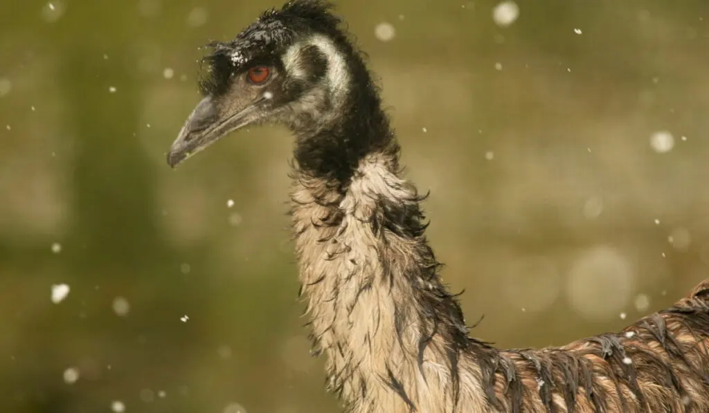 Emu walking through snowfall 