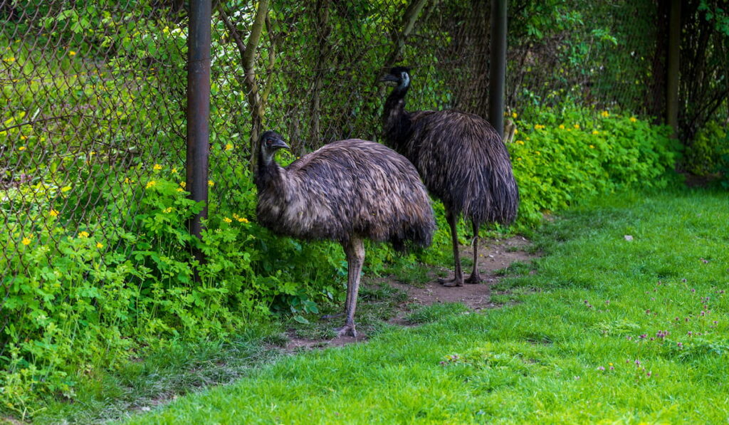Emu walks on the green grass