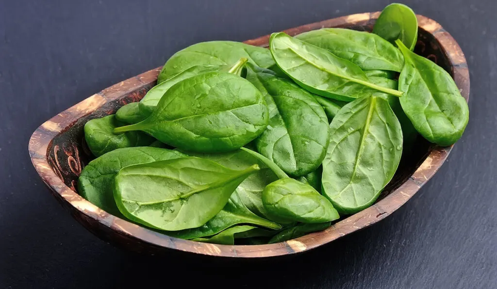 Fresh spinach on a graphite background