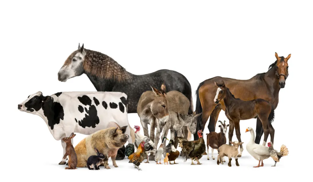 Group of many farm animals standing together