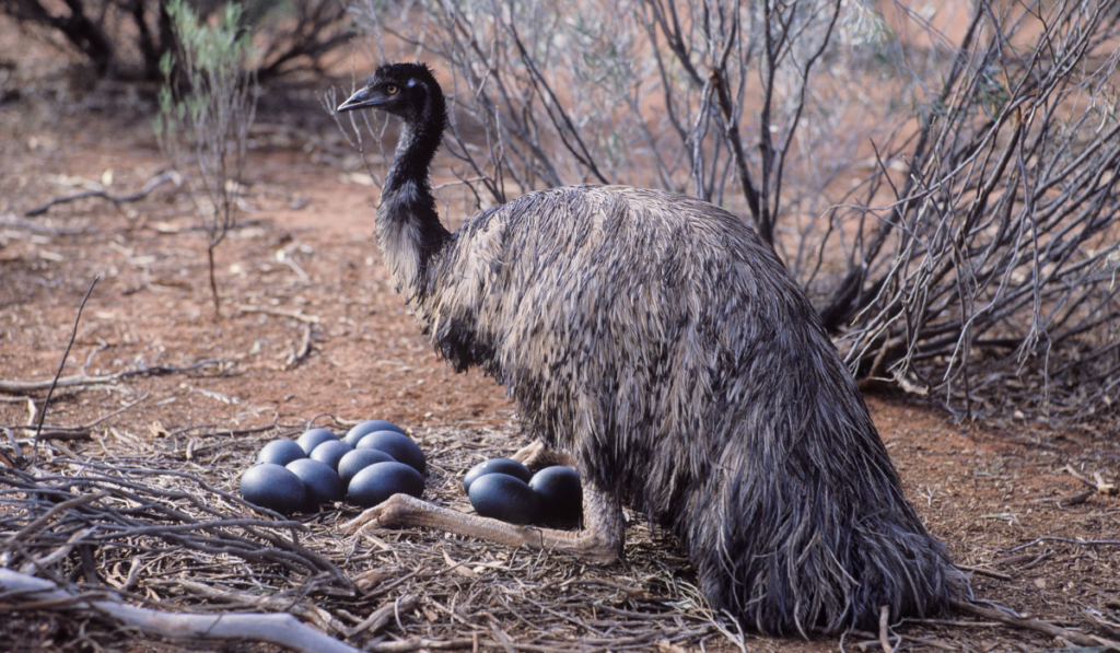 Male Emu sitting on a nest of eggs