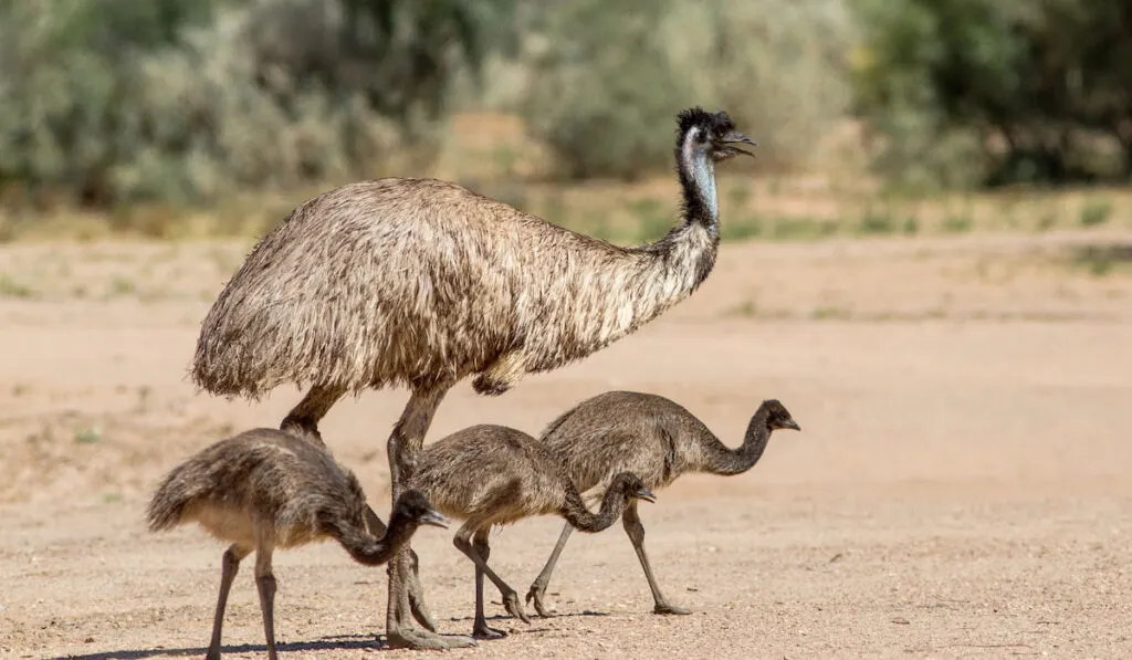 Mother emu with emu chicks looking for food to eat