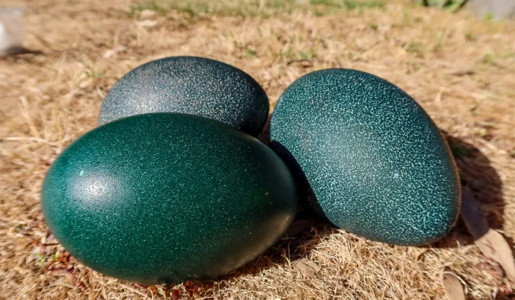 Three green emu eggs on the ground