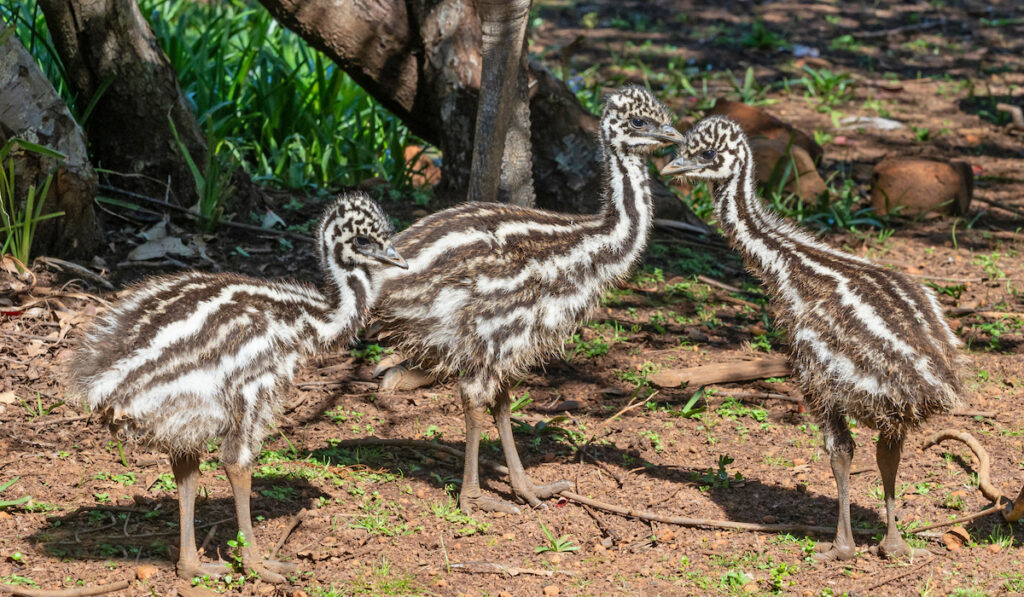 Three young emu chicks foraging for food