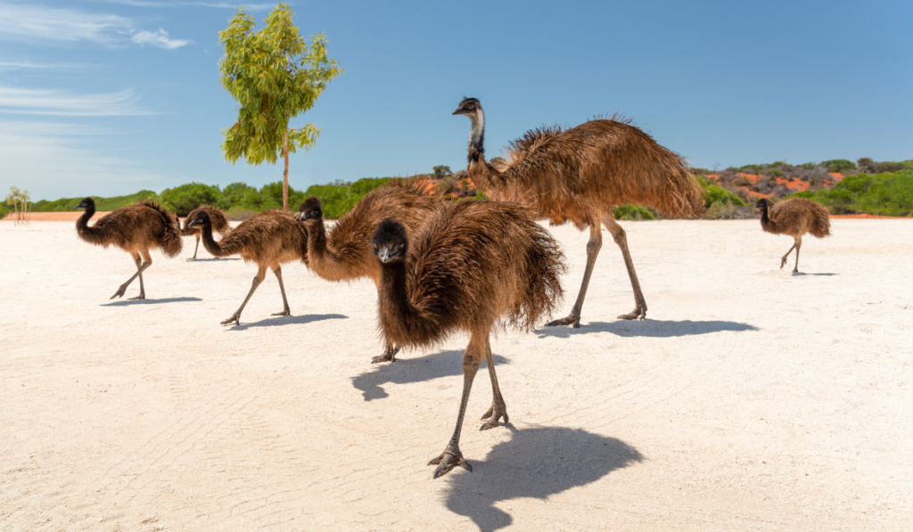 wild emu family in bush at shark bay