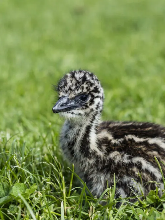 baby emu resting on a green grass