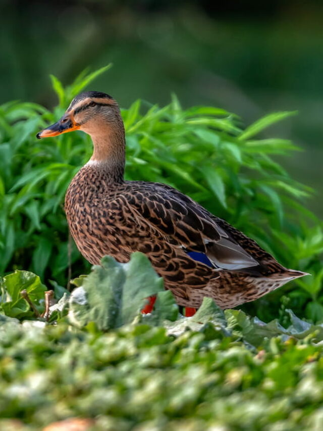 Cute Duck Names