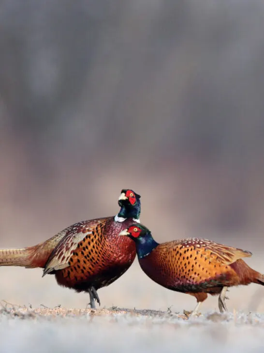 two pheasants in a snowy field
